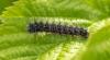 Saturnia pavonia